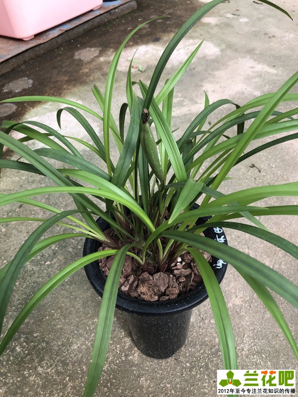 兰花上盆注意事项有哪些,兰花护盆草选择
