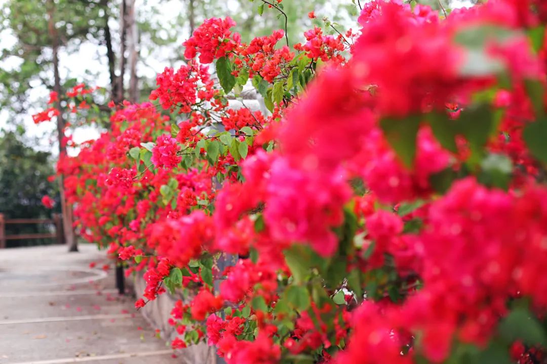 超灵验的姻缘福地！离广州深圳不到一小时，踏青赏花祈福康养首选