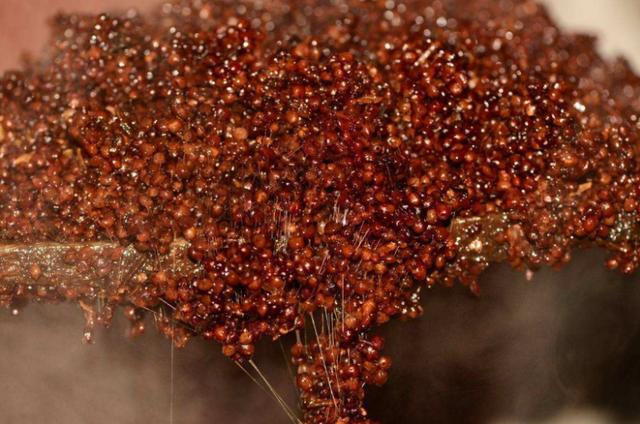 纯粮酿造白酒一斤成本多少钱,御粮春生酱香型白酒多少钱一瓶