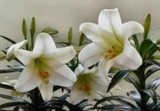 百合花放在卧室对身体有害吗,百合花有毒吗可以放室内吗