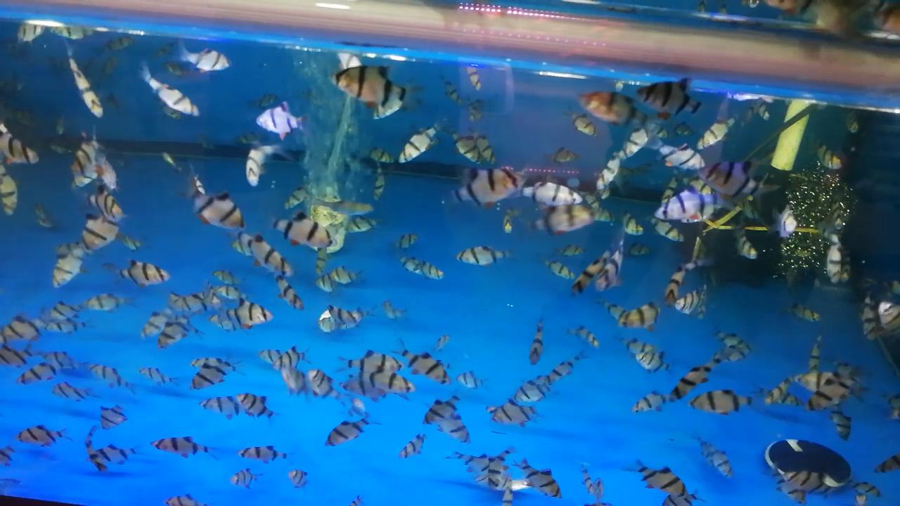 热带观赏鱼批发从哪里进货最便宜,热带鱼观赏鱼在哪买便宜