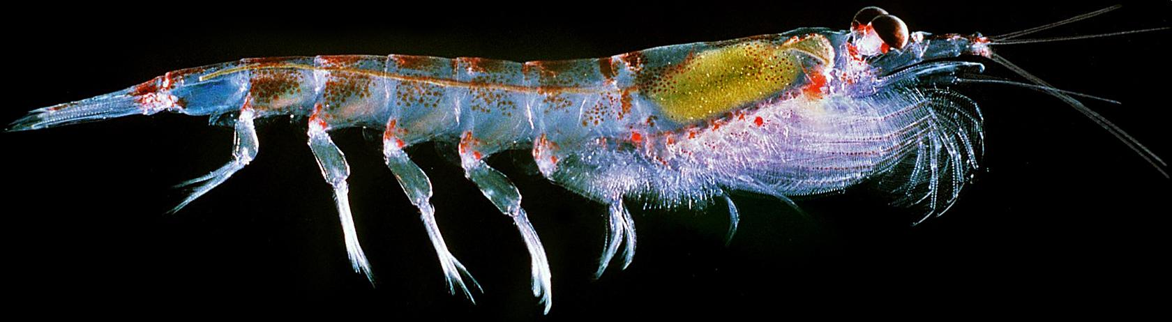 虾说，这是一篇让你不仅会吃，还会认……一文解决“虾”认识