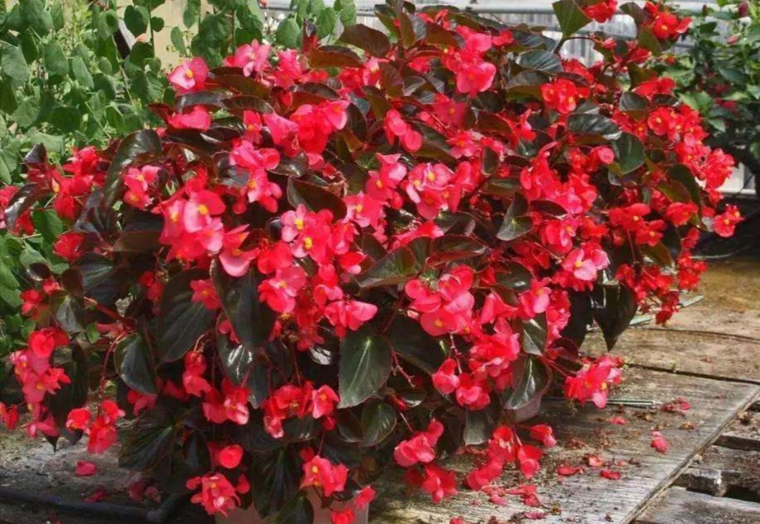 怎么才能让四季海棠开花多,四季海棠只长叶不开花怎么办