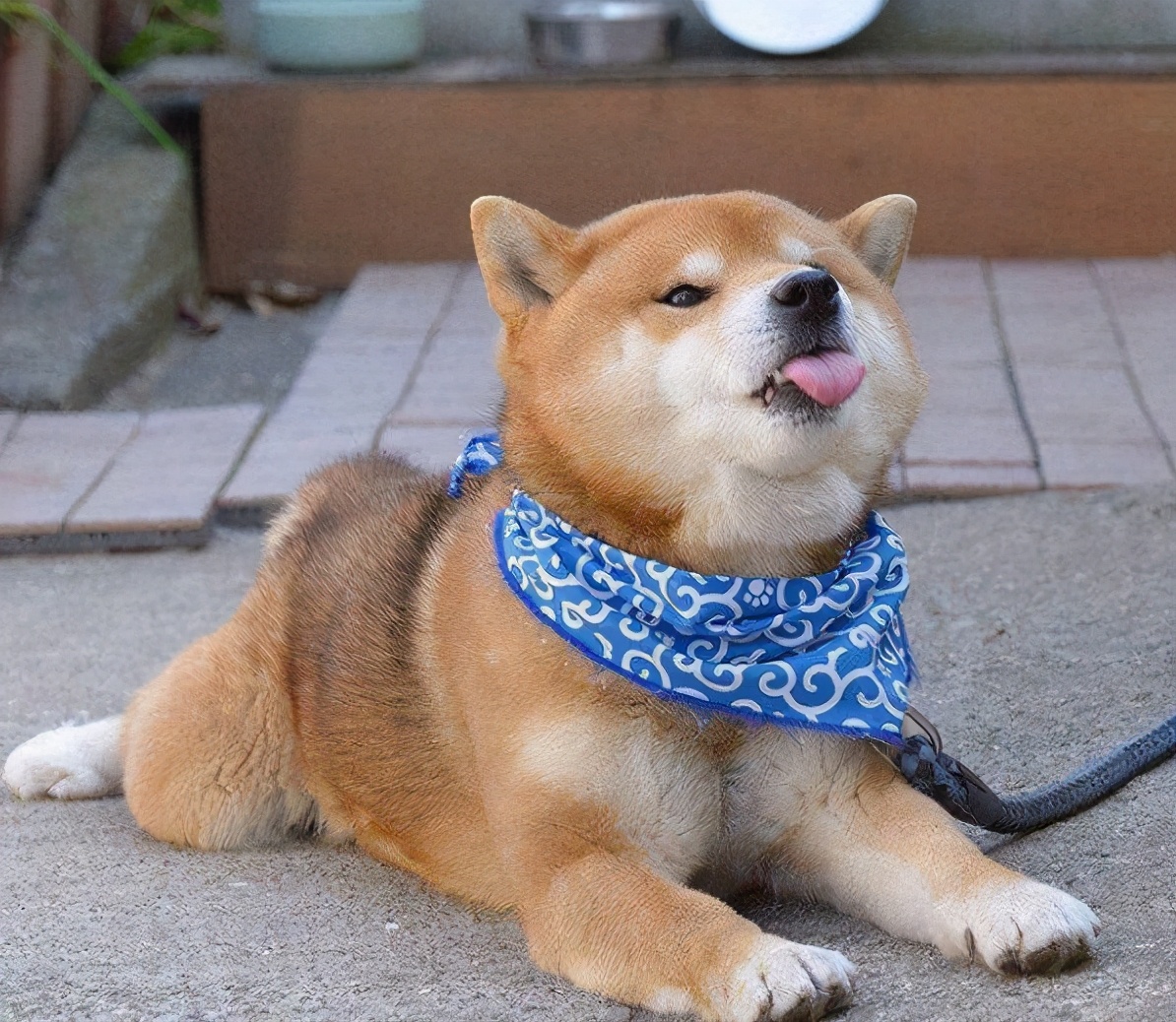 公认最好养的5种狗,目前最受欢迎的狗是什么狗