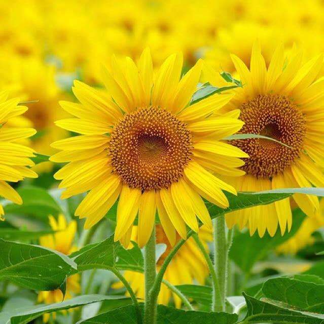 每朵花都有一个感人的爱情故事,每一朵花都藏着一个感人的故事