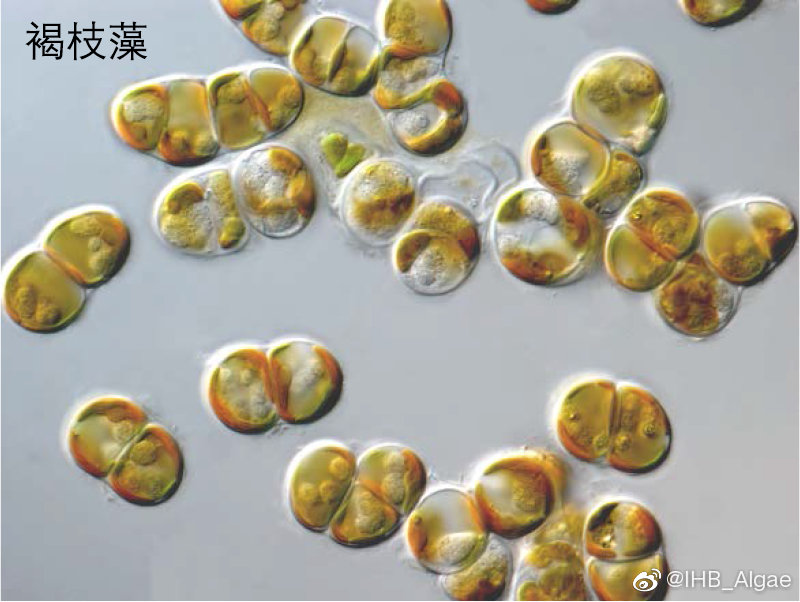 什么是藻类,什么是藻类图片