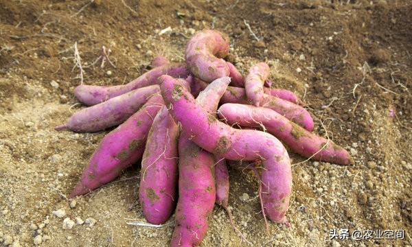 红薯淀粉的销路主要在哪里,红薯淀粉加工过程价格