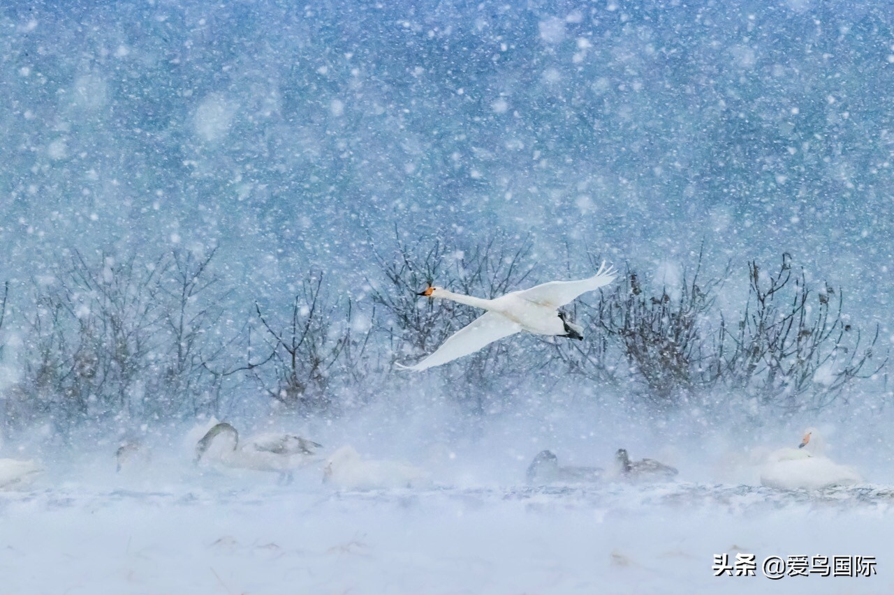 鸟类欣赏,鸟类观鸟图片