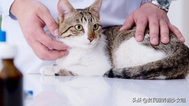 被猫咬了要打狂犬疫苗和破伤风吗,被猫抓伤打碎伤风还是狂犬疫苗