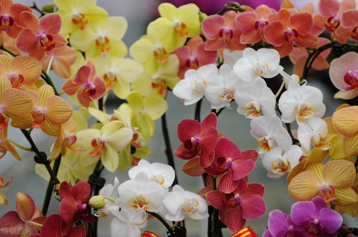 那些令人赞叹的庭院花卉,5种庭院生活方式的花卉