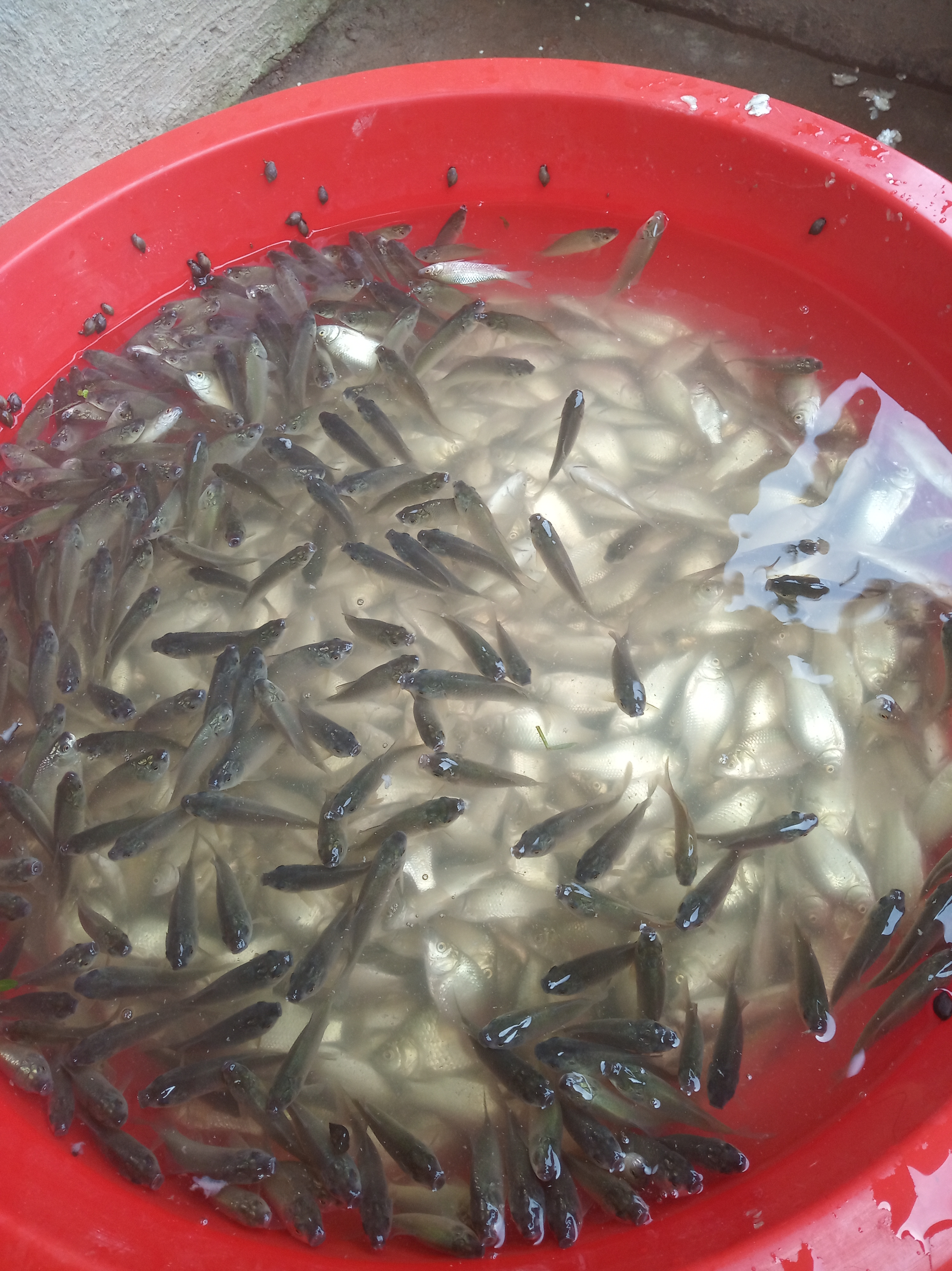 小龙虾和泥鳅能混养吗,网箱养鳝鱼可以套养小龙虾吗