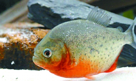 水虎鱼怎么养出好状态呢,火喉水虎鱼和红钻水虎鱼