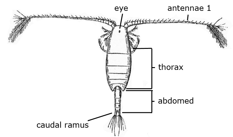 云南虫谷不死虫怎么死的,霍氏不死虫怎么产生的