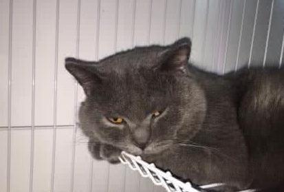 怎样买到纯血统美短,买纯种英短