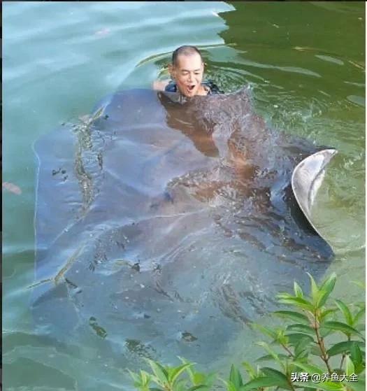 自家水库里养龙鱼，原来龙鱼和魟鱼还能这么养？