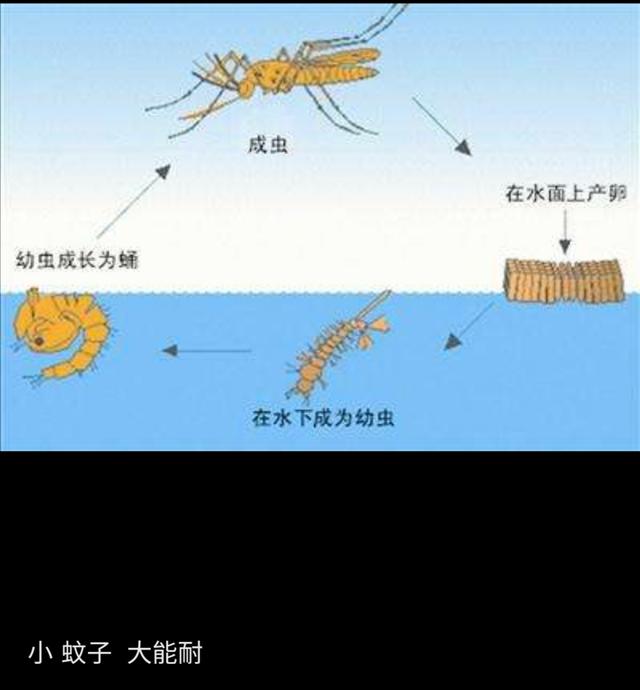 显微镜下的蚊子嘴巴,显微镜下的蚊子吸血全过程