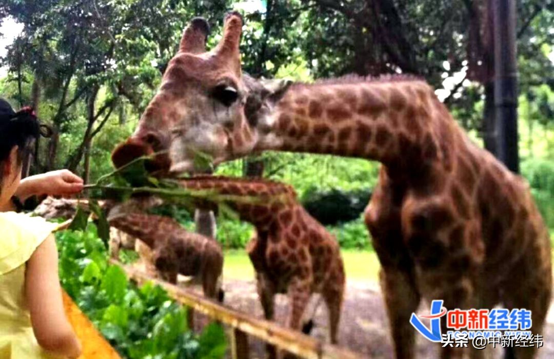 瞒报背后揭露国内动物园管理之殇,瞒报风波后杭州野生动物世界重开