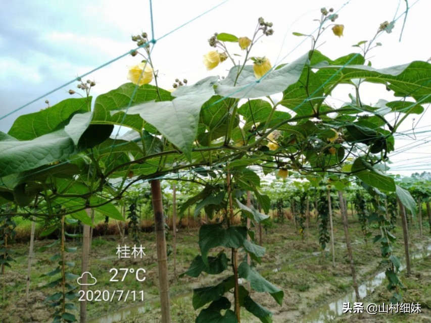 罗汉果授粉正当时，3种授粉方式选哪种？老农说授粉工具更关键