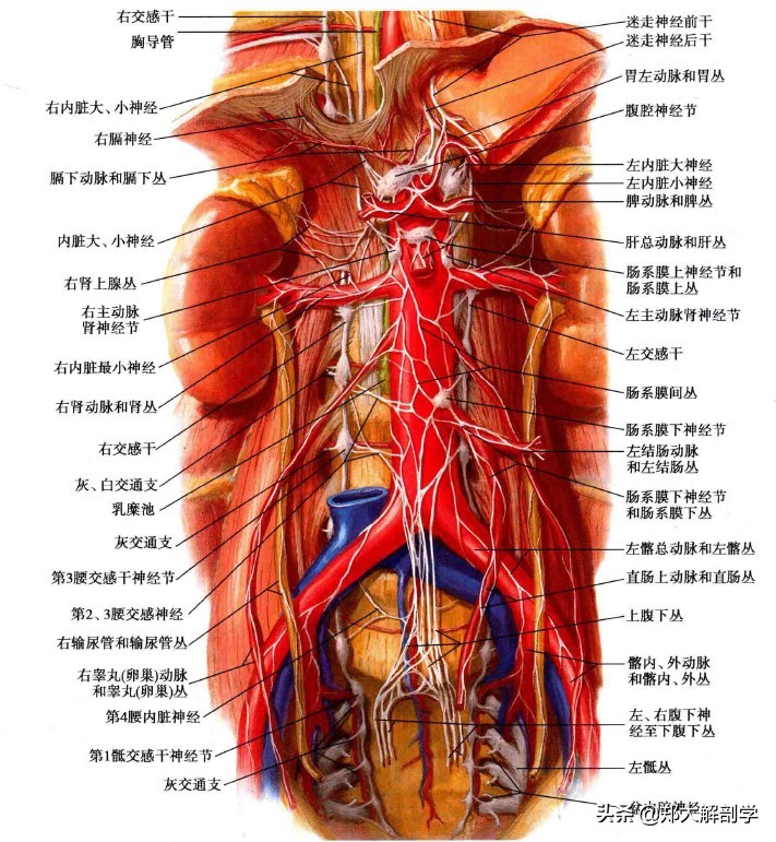 腹腔神经丛,腹腔神经丛分布图