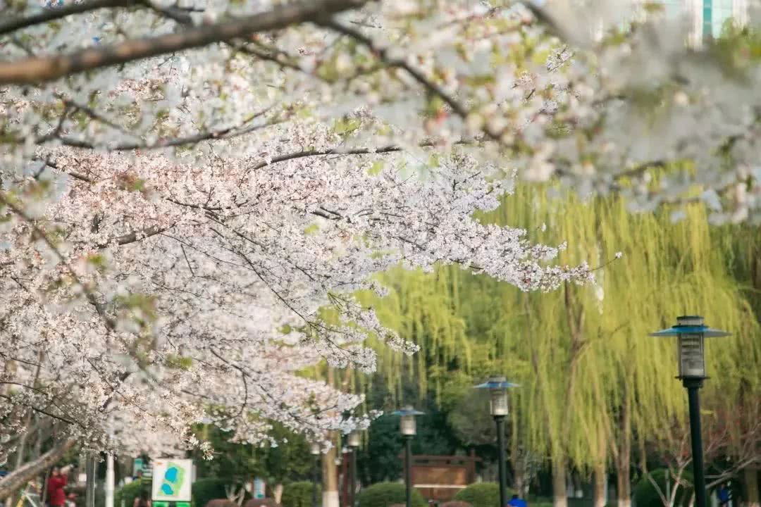 武汉21个免费景点,武汉43个免费景点出炉