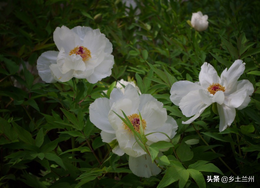 芍药花开的季节等你欣赏,芍药花开如诗如画
