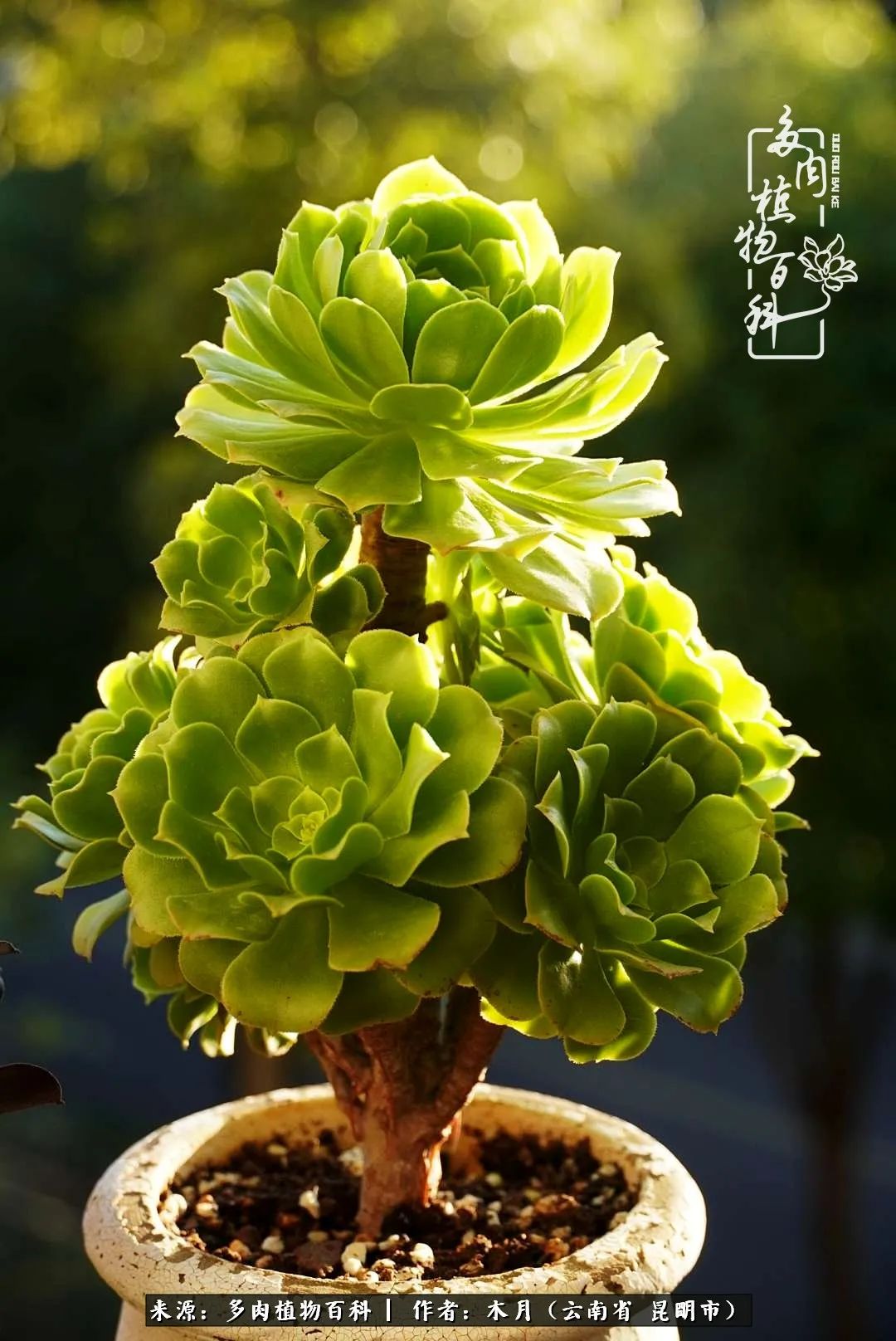 浅冬多肉，终有美好在等候