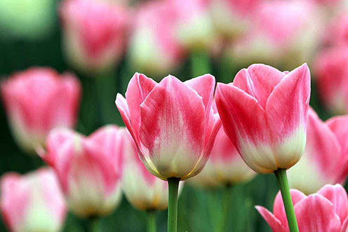 观赏郁金香花感悟,郁金香的残花之美