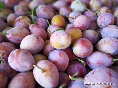 *疆新**西梅进入全面采摘期，航空运输为其打通销路