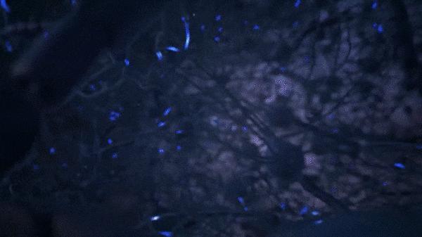 马斯克脑机接口如何实现意识永生,马斯克的人类脑机接口即将实现