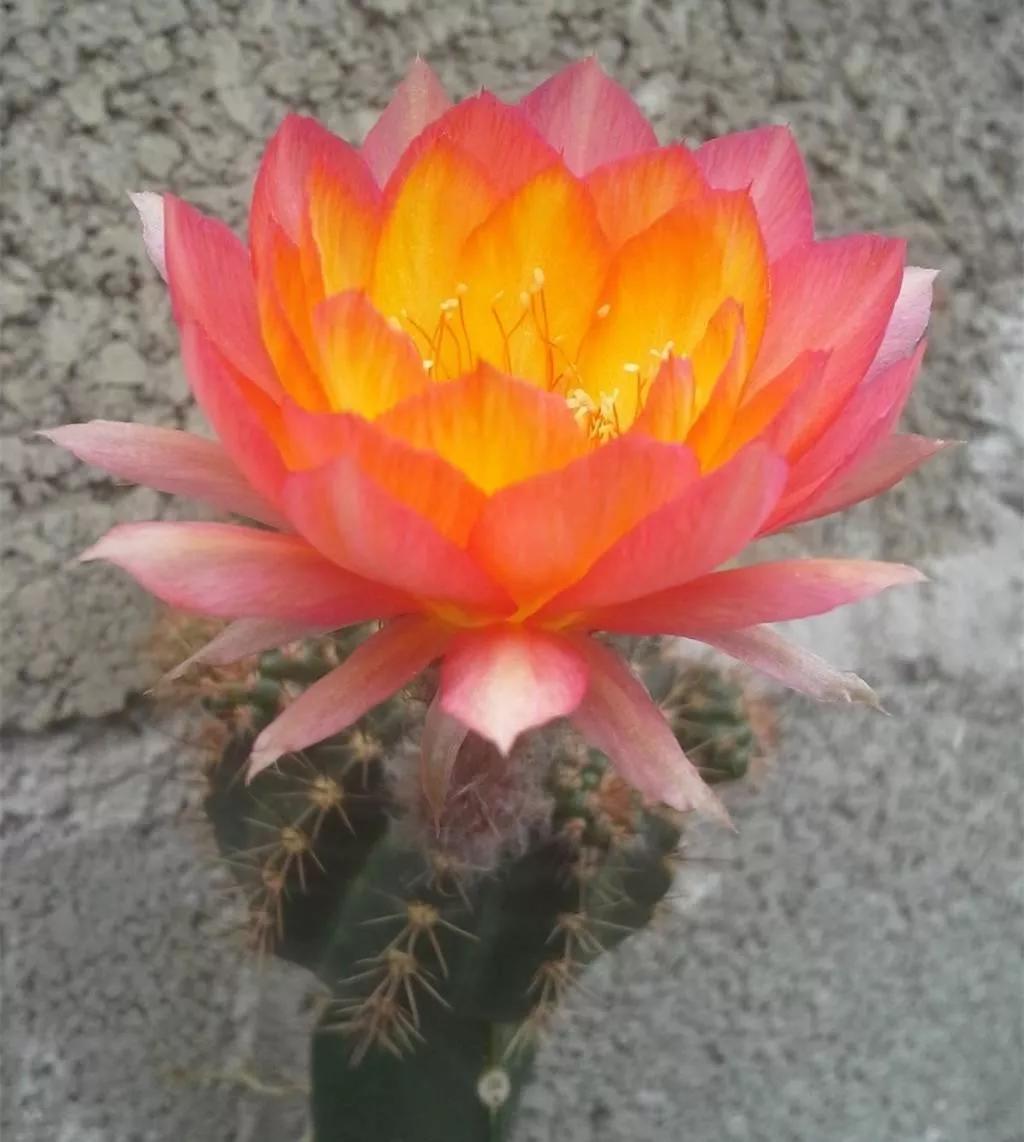 100种仙人球开花图鉴，平时丑丑的它们，开起花来，惊艳