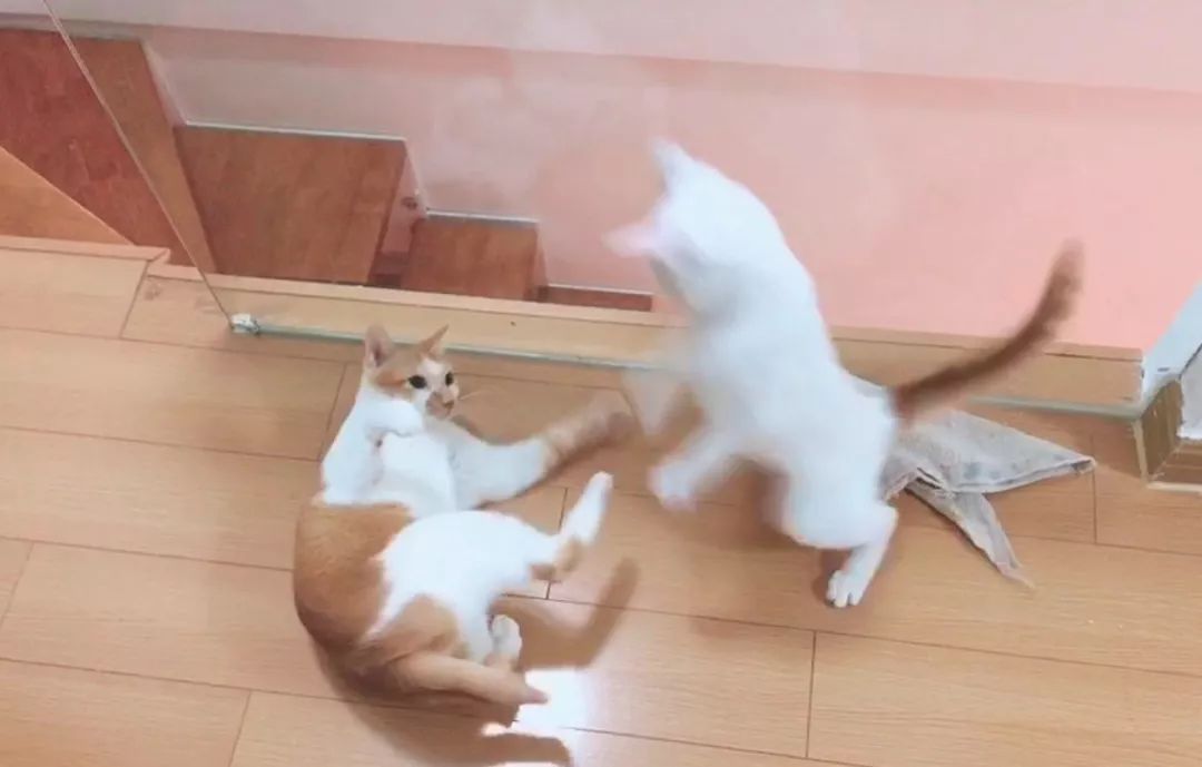 如何纠正猫咪的尿床行为,怎么彻底解决猫咪尿床