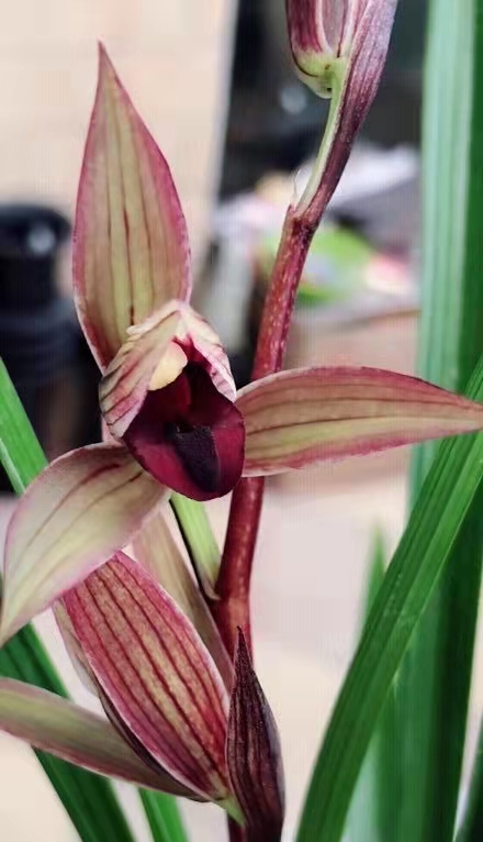 兰展上的兰花,兰花展会上的名贵兰花