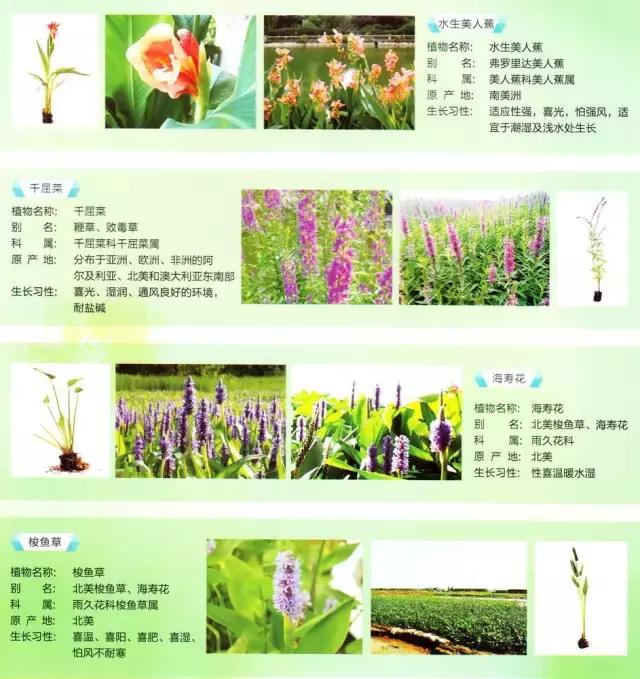 养鱼池净化水质的设备详细过程,养鱼池水质净化设备