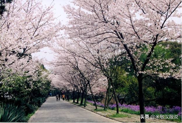 穿着汉服去赏樱花,武汉看樱花有没有汉服