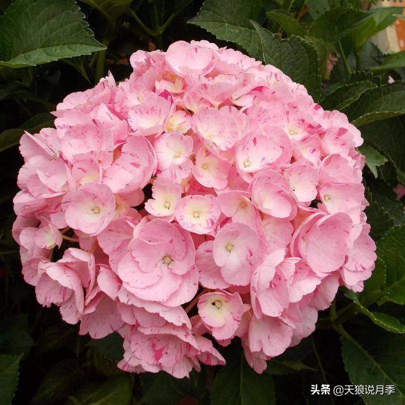 绣球季家里不缺花，全场8折迎初夏