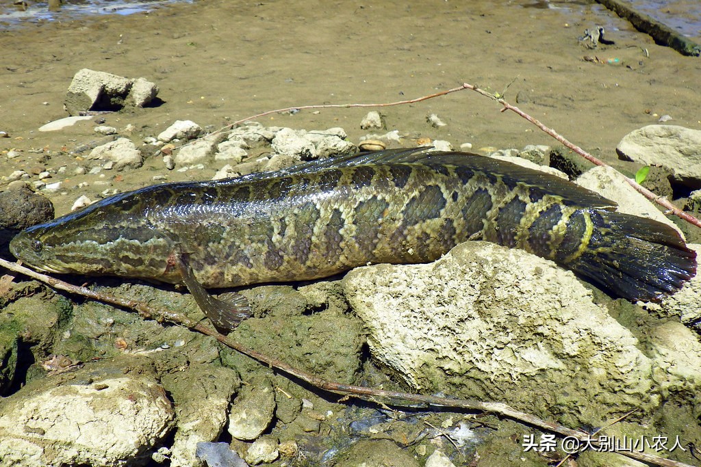 <html>
<head><title>502BadGateway</title></head>
<body>
<center><h1>502BadGateway</h1></center>
<hr><center>nginx</center>
</body>
</html>
<!--apaddingtodisableMSIEandChromefriendlyerrorpage-->
<!--apaddingtodisableMSIEandChromefriendlyerrorpage-->
<!--apaddingtodisableMSIEandChromefriendlyerrorpage-->
<!--apaddingtodisableMSIEandChromefriendlyerrorpage-->
<!--apaddingtodisableMSIEandChromefriendlyerrorpage-->
<!--apaddingtodisableMSIEandChromefriendlyerrorpage-->
