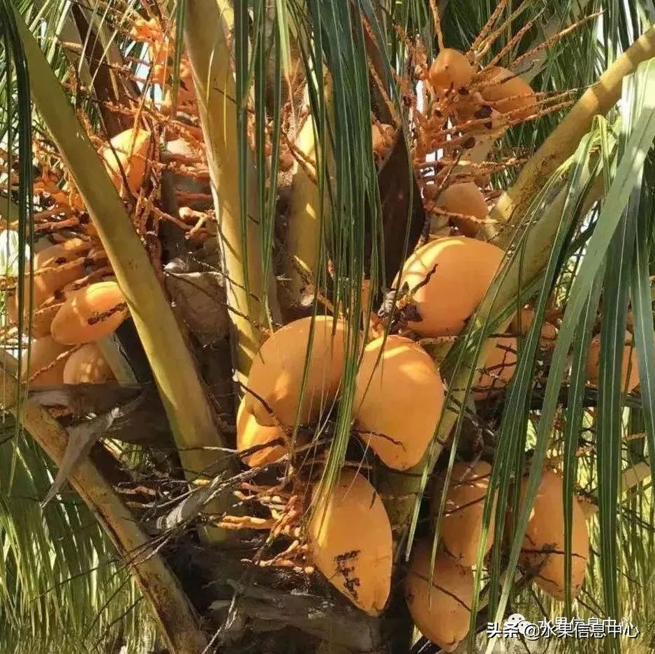 海南水果都有哪些品种图片及名称,海南水果上市时间表赶快收藏吧