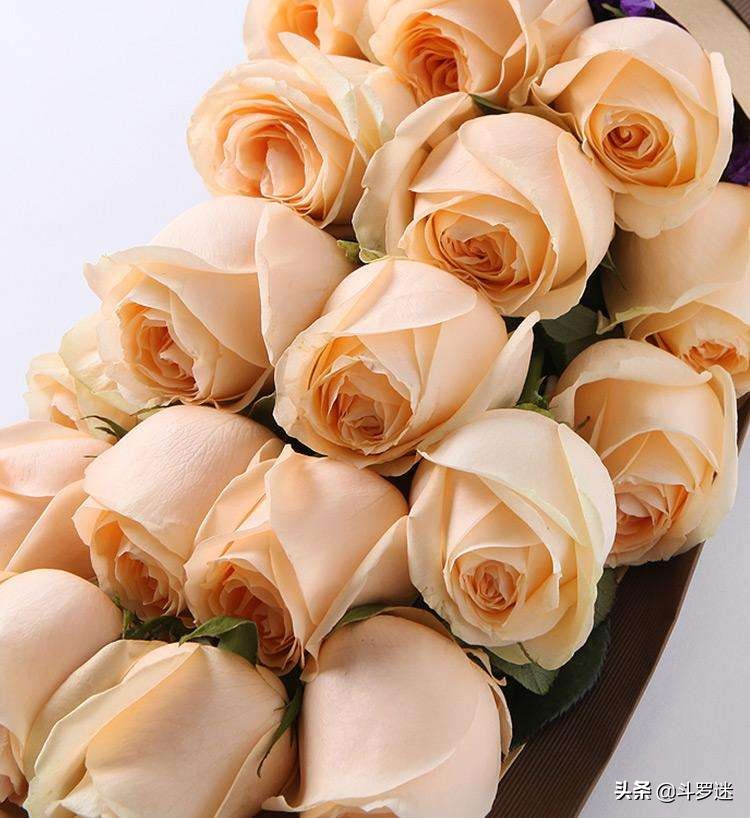 玫瑰花的寓意和作用,玫瑰花的寓意和风水