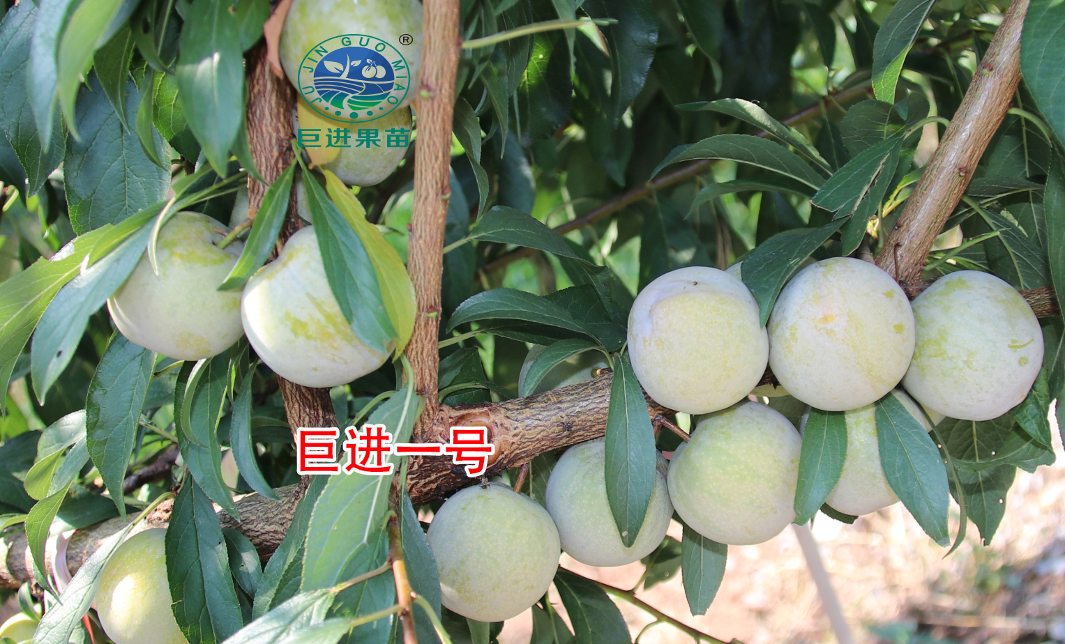 中国最具种植前景水果钙果,四川种植什么水果前景最好