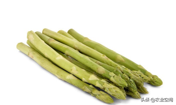 芦笋阳台的种植方法视频教程,露台芦笋种植技术