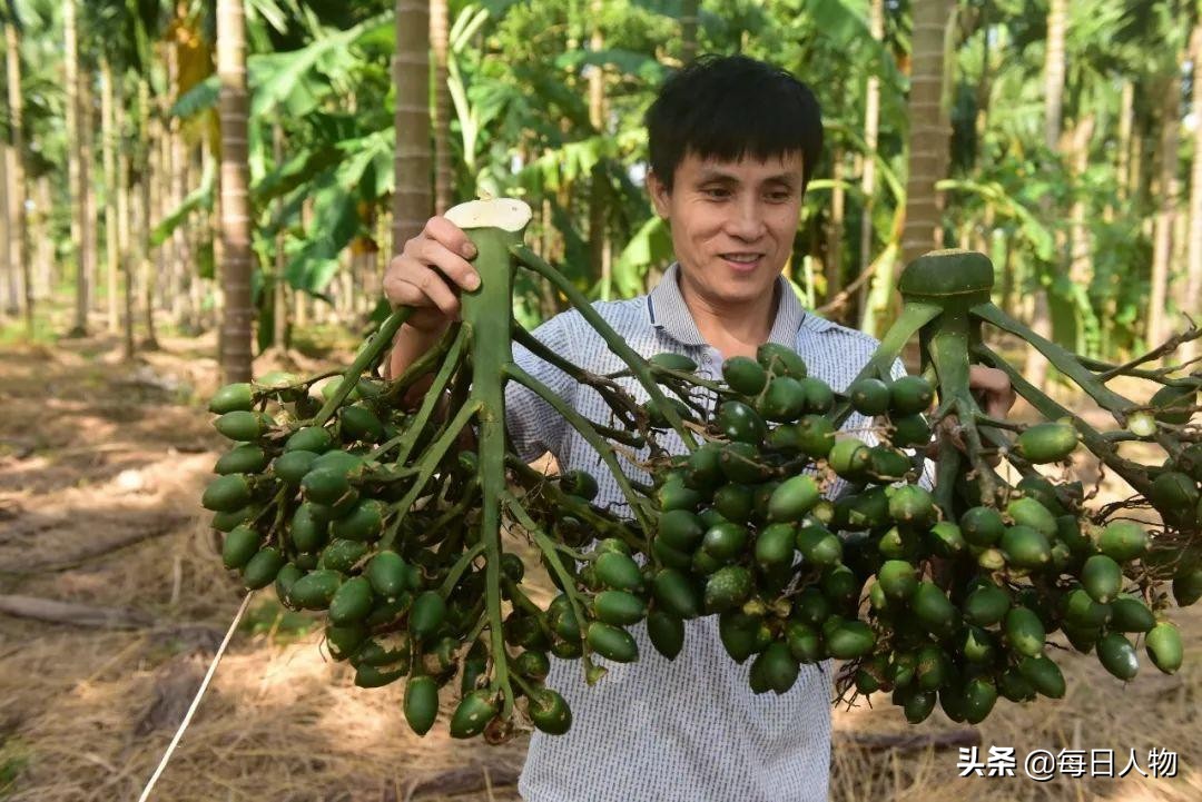湖南人吃槟榔致癌率,槟榔致癌为何允许生产