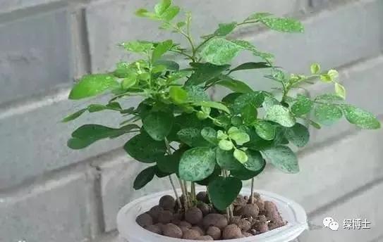 植物不开花黄叶掉叶烂根,植物黄叶烂根急救