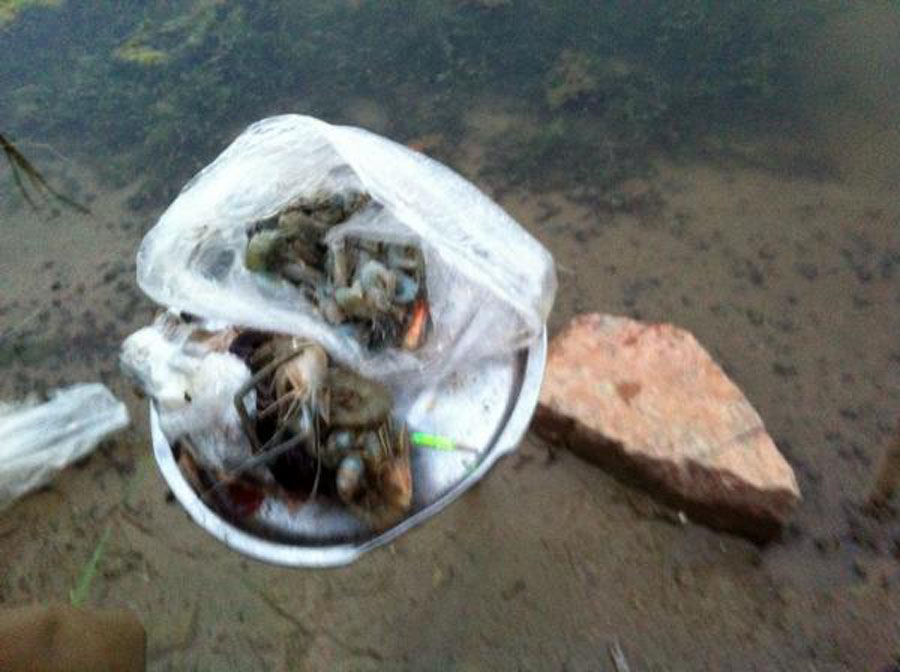 怎么用蚯蚓钓很多甲鱼,什么饵料钓黄甲鱼最好