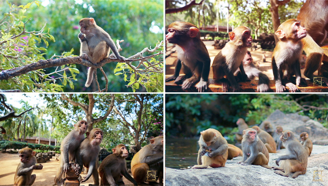海南猴岛旅游自由行攻略,海南猴岛和呆呆岛攻略