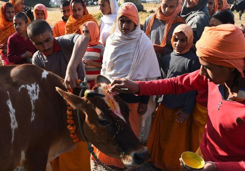 印度的牛现在泛滥成灾,印度牛泛滥成灾已达到3亿头