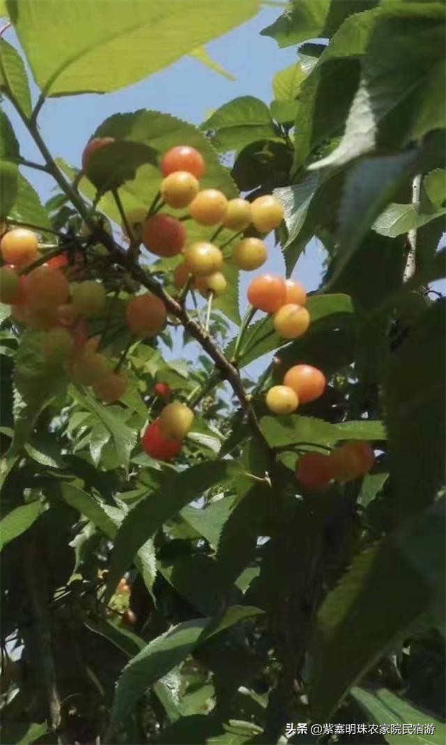 重庆半边桥度假村,璧山半边桥度假村