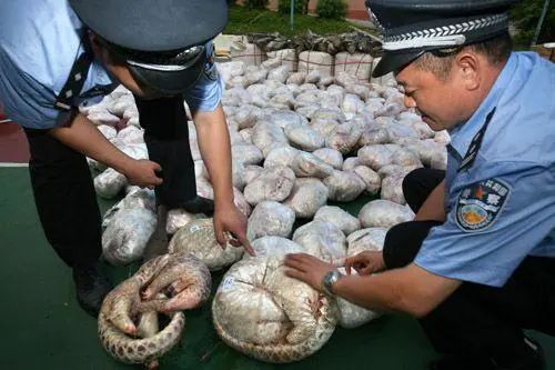 壁虎对晚期癌症有什么用吗,壁虎能解癌毒吗