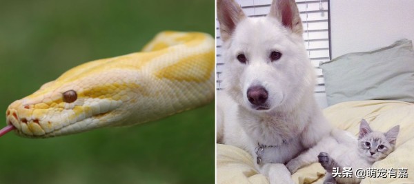 奇异宠物打碎我们的固有认知,辟谣奇异生物