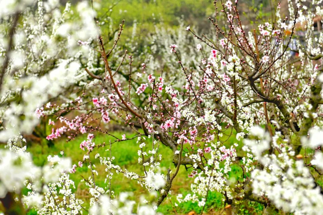 油菜花樱花桃花最受游客关注,春天必打卡的桃花樱花海棠花胜地