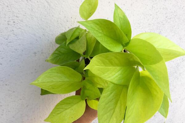 绿萝怎么养才能养得很好很旺盛,绿萝怎样养得又大又绿小妙招